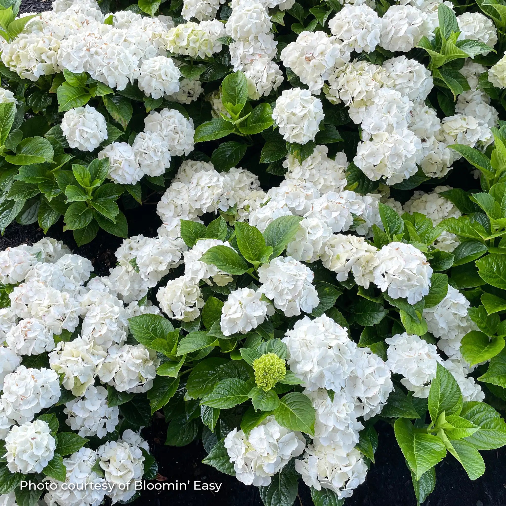 Hydrangea Bigleaf 'Grin and Tonic™'