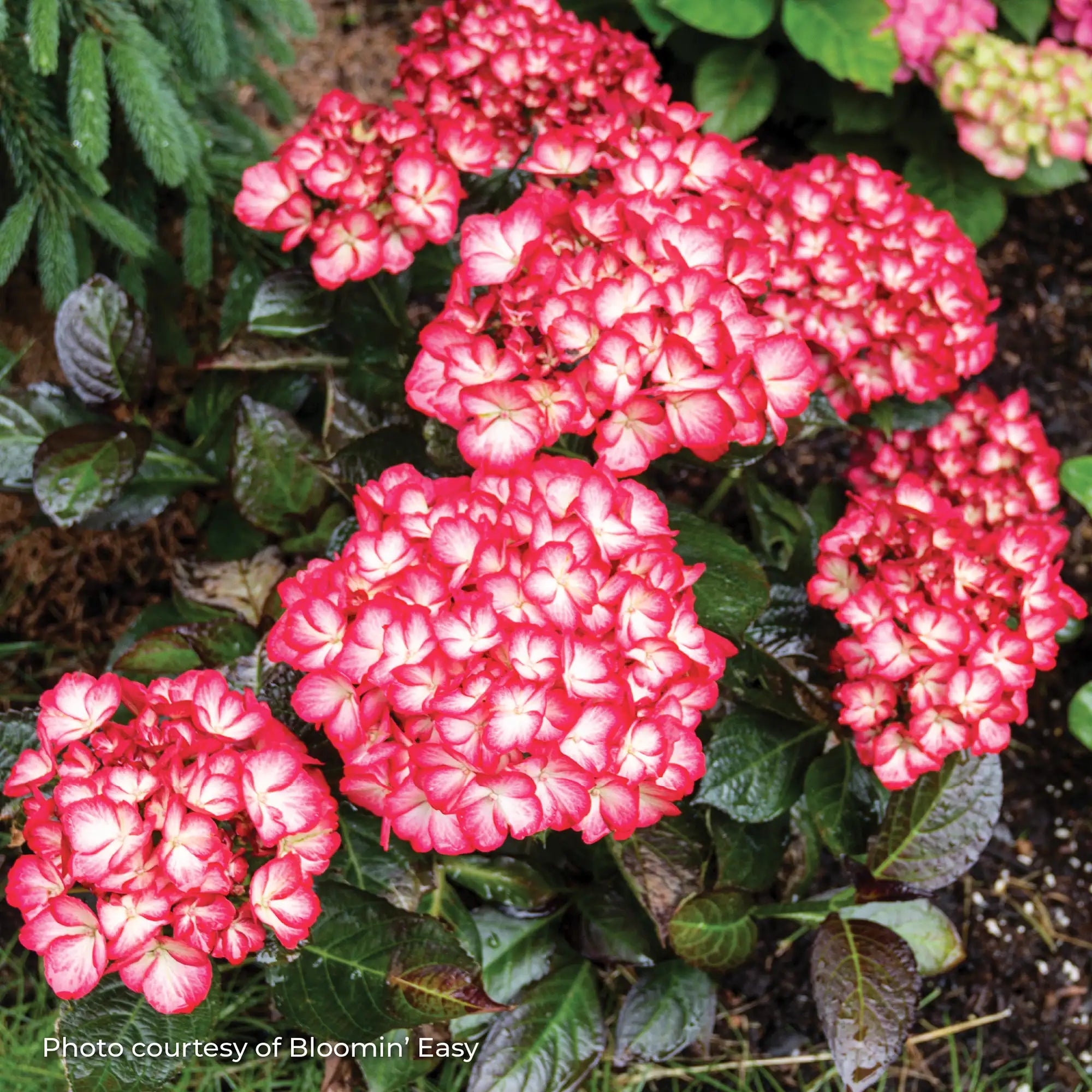 Hydrangea Bigleaf 'Kimono™'
