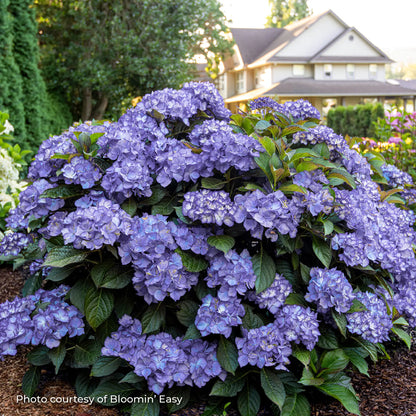 Hydrangea Bigleaf 'Kimono™'
