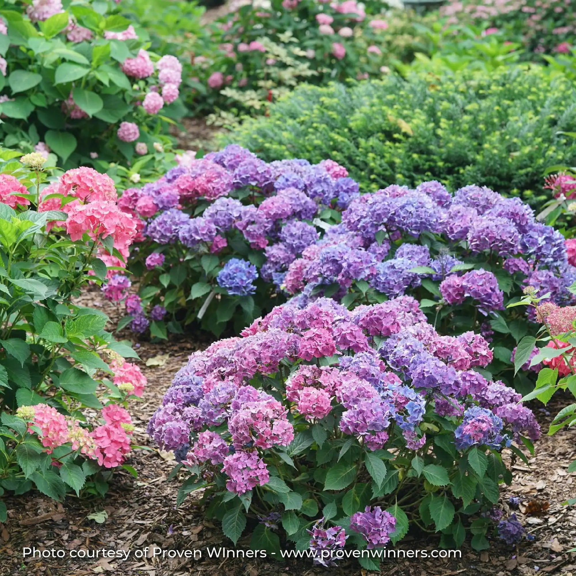 Hydrangea Bigleaf 'Let's Dance Lovable®'