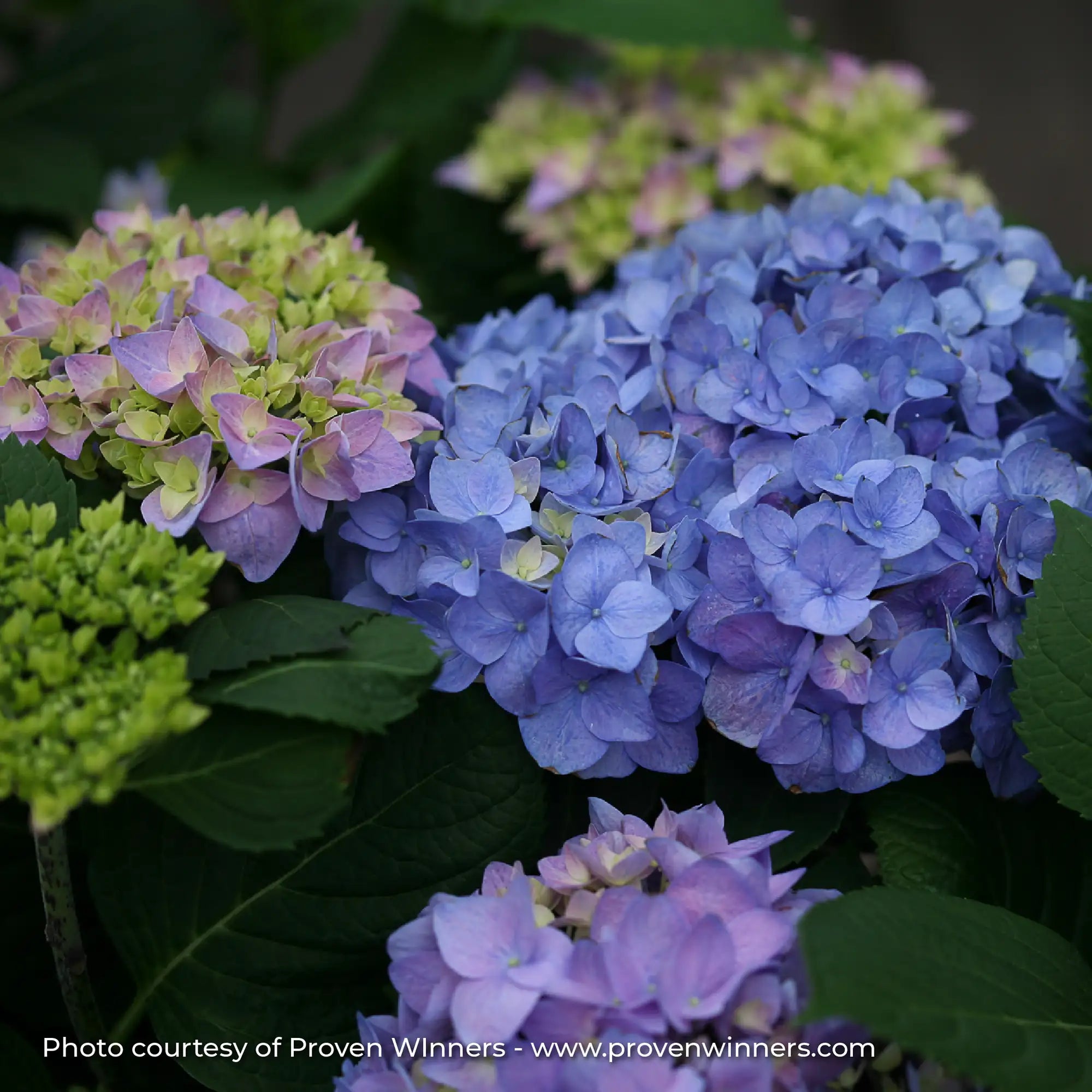Hydrangea Bigleaf Let's Dance® 'Rhythmic Blue®'