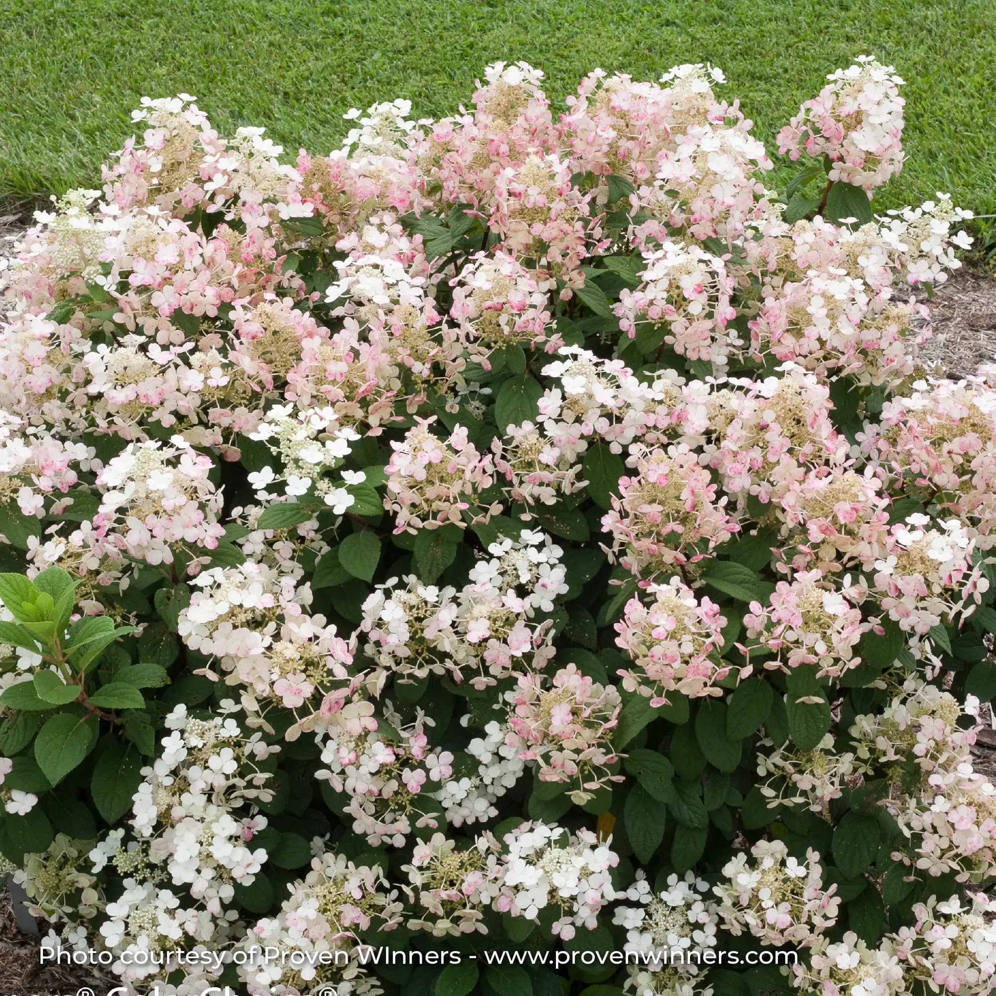 Hydrangea Panicle 'Little Quick Fire®'