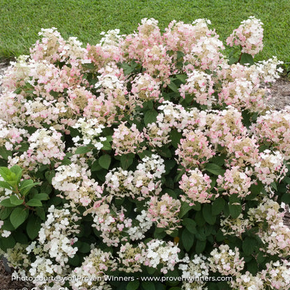 Hydrangea Panicle 'Little Quick Fire®'