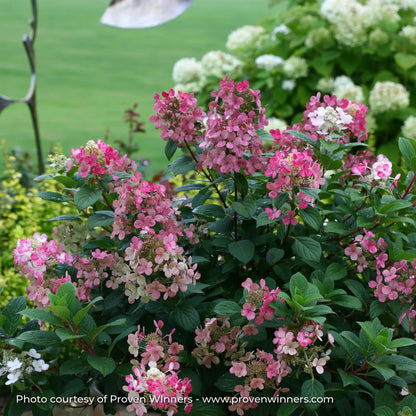 Hydrangea Panicle 'Little Quick Fire®'