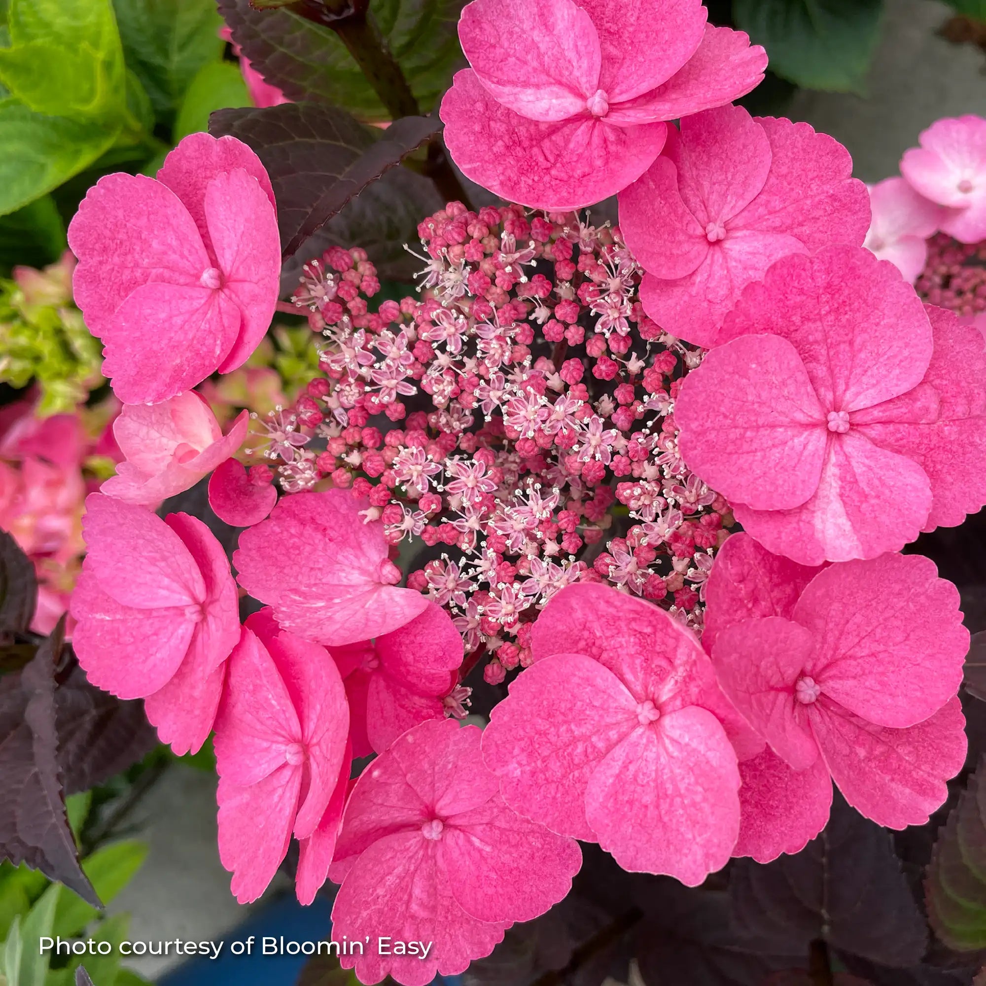 Hydrangea Mountain 'Pink Dynamo™'