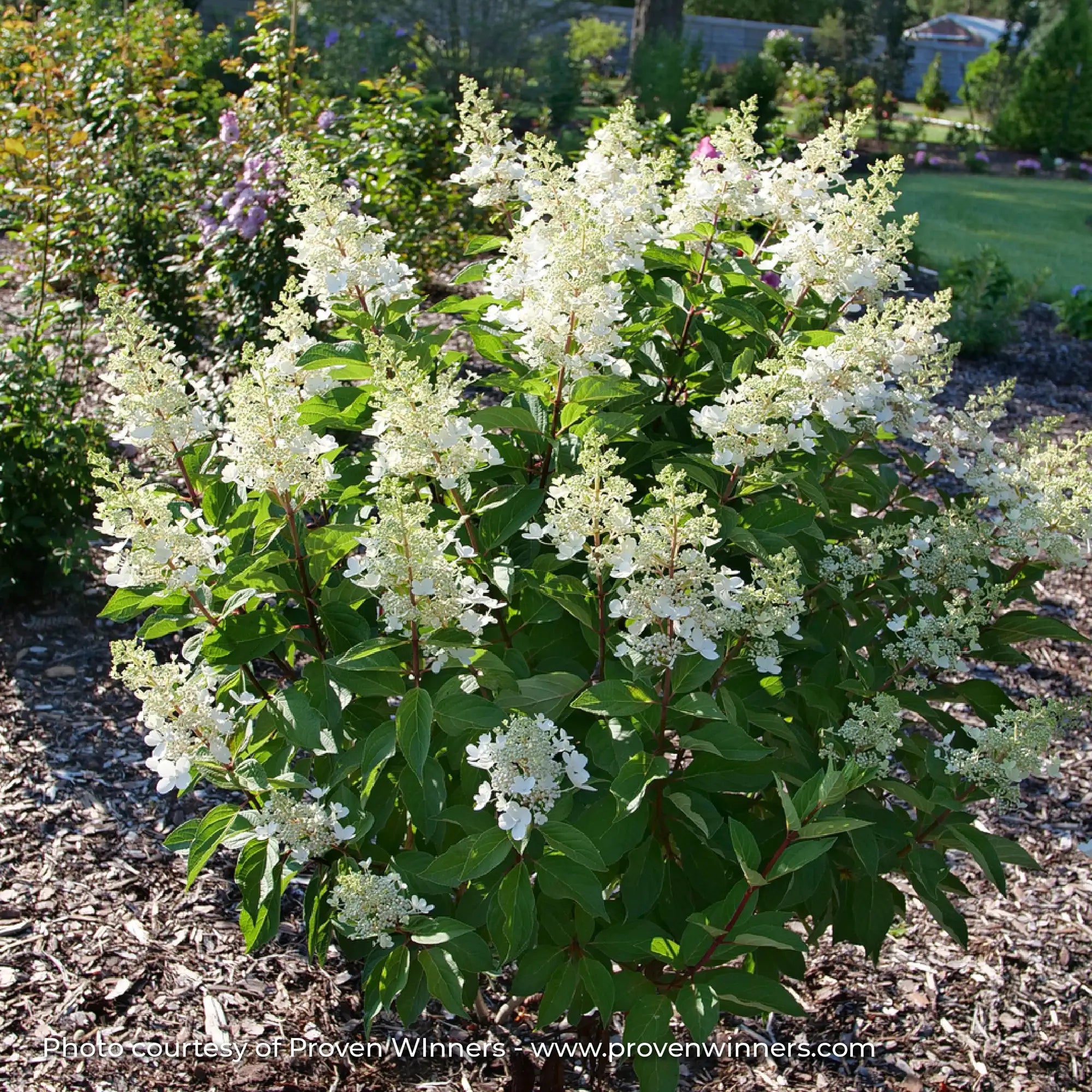 Hydrangea Panicle 'Pinky Winky Prime®'