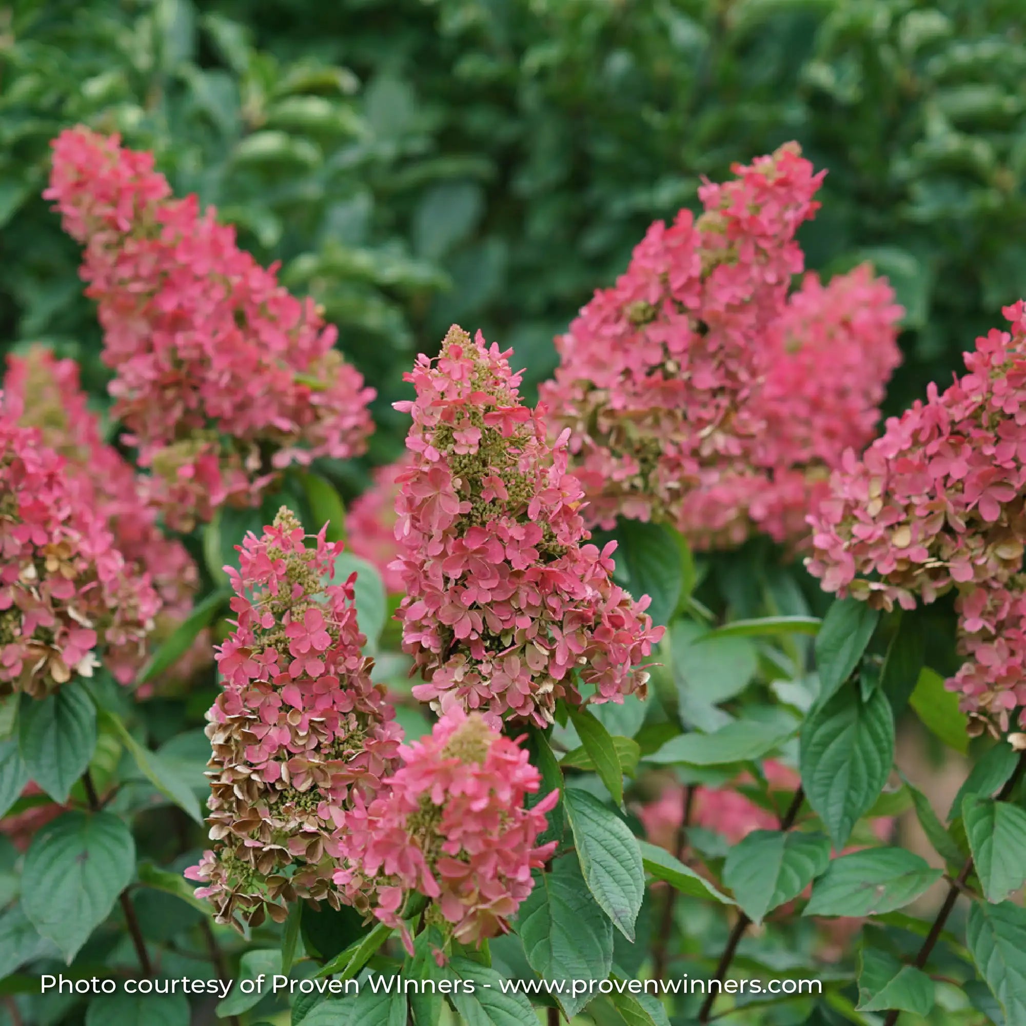 Hydrangea Panicle 'Pinky Winky Prime®'