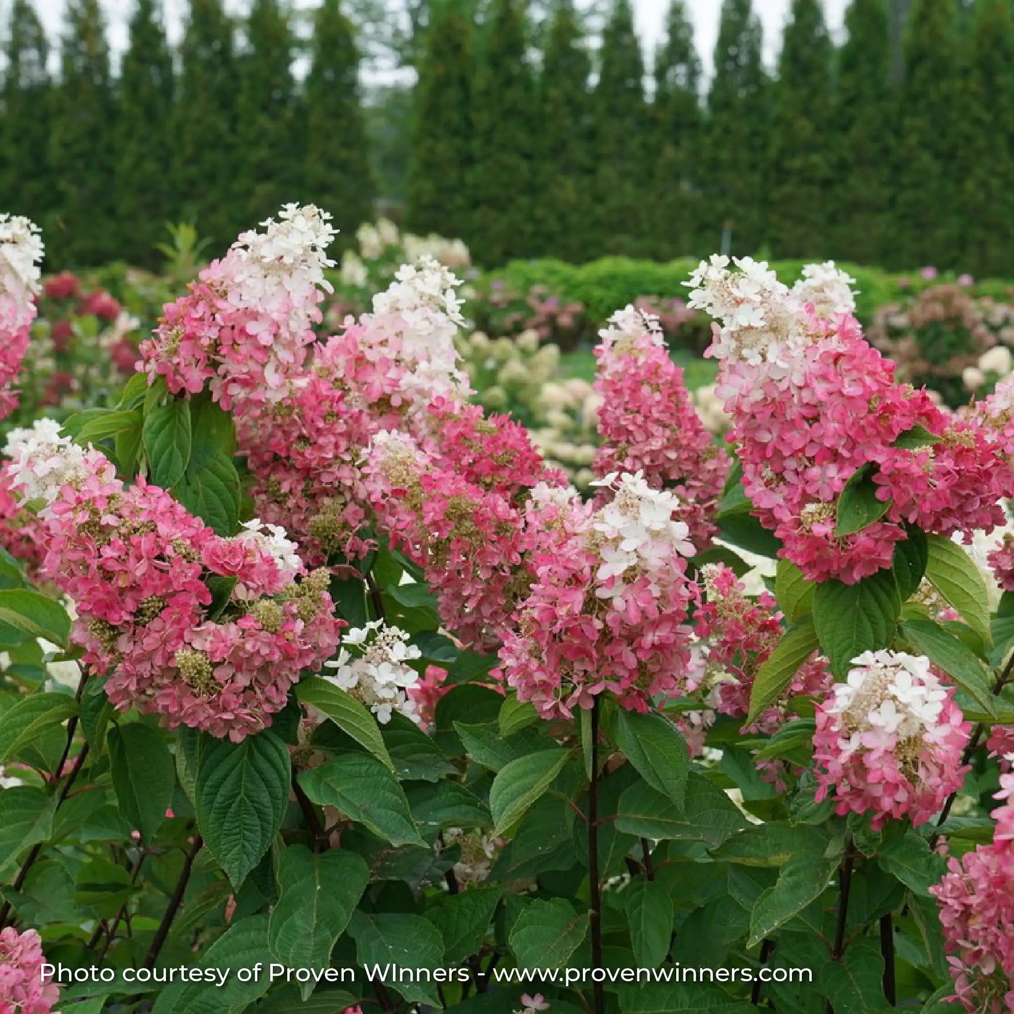 Hydrangea Panicle 'Pinky Winky Prime®'