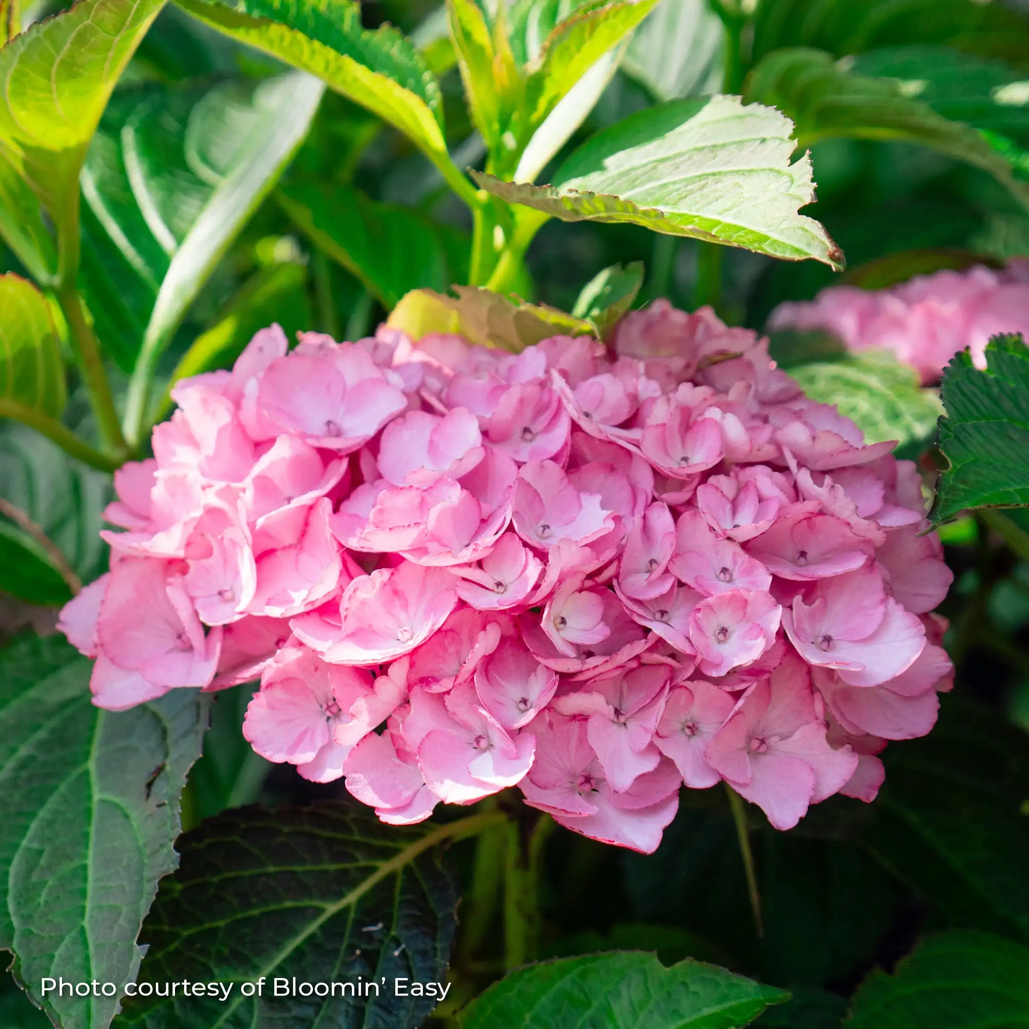 Hydrangea Bigleaf 'Soul Mate™'
