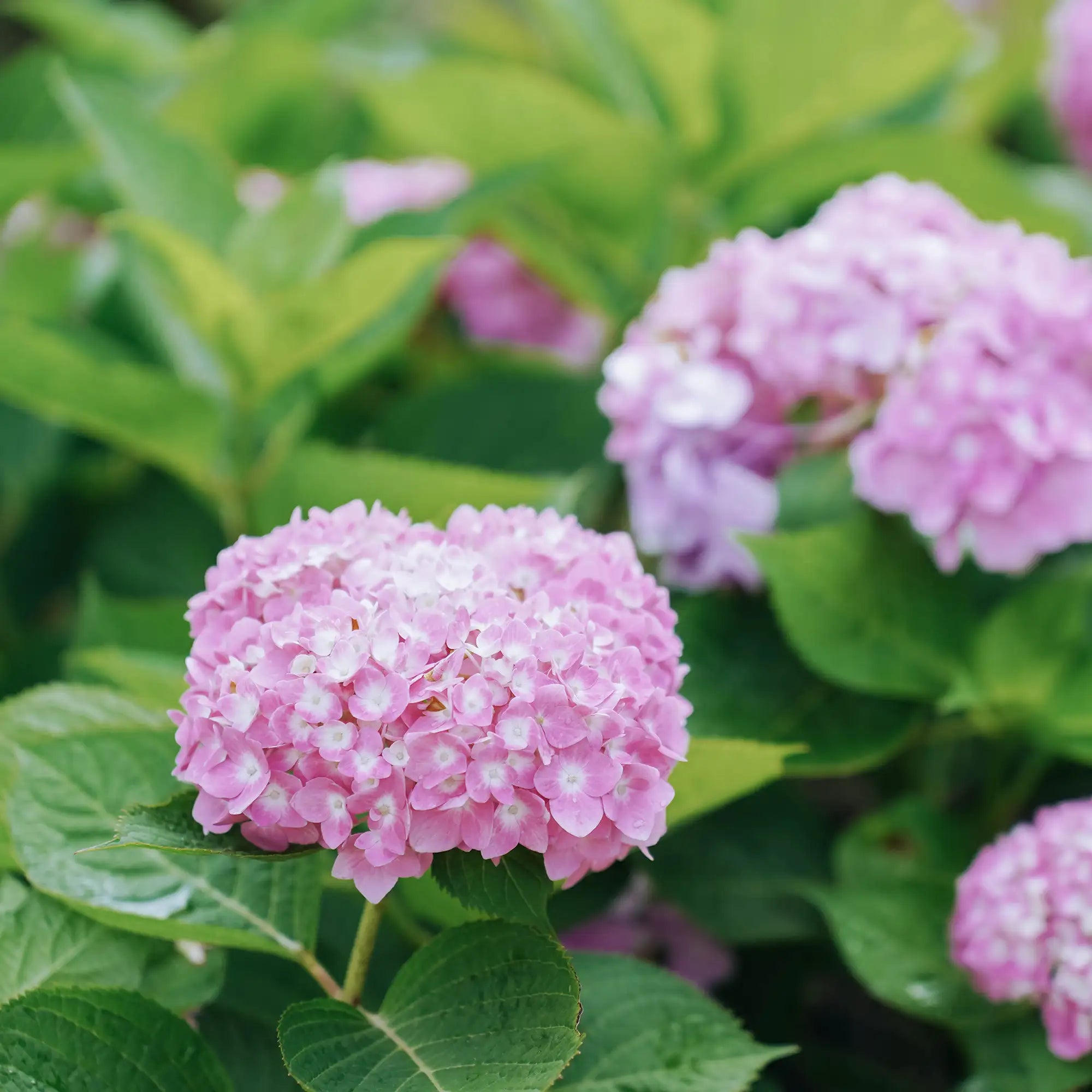Hydrangea The Original with light pink blooms
