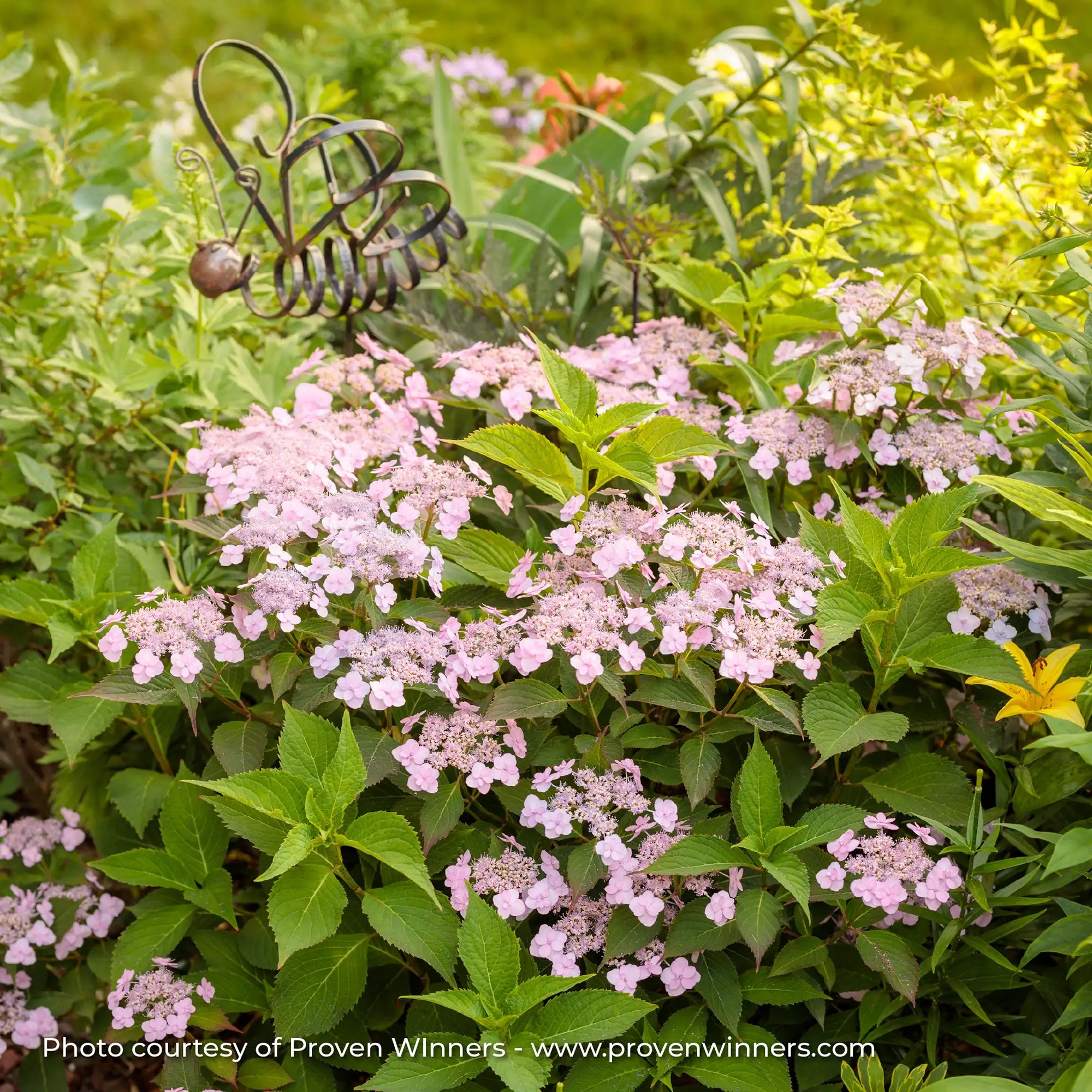 Hydrangea Mountain 'Tiny Tuff Stuff™'