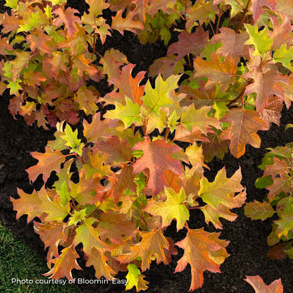 Hydrangea Oakleaf 'Toy Soldier™'