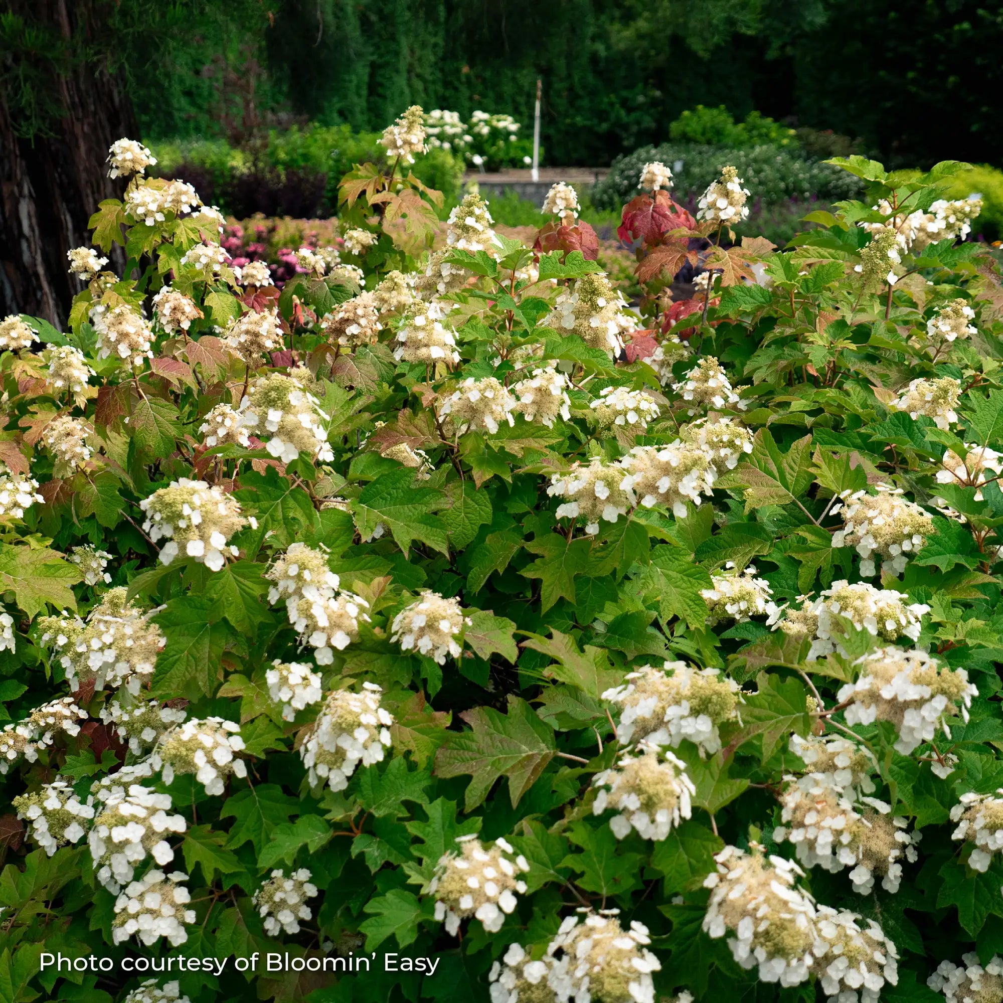 Hydrangea Oakleaf 'Toy Soldier™'