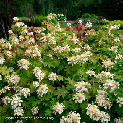 Hydrangea Oakleaf 'Toy Soldier™'