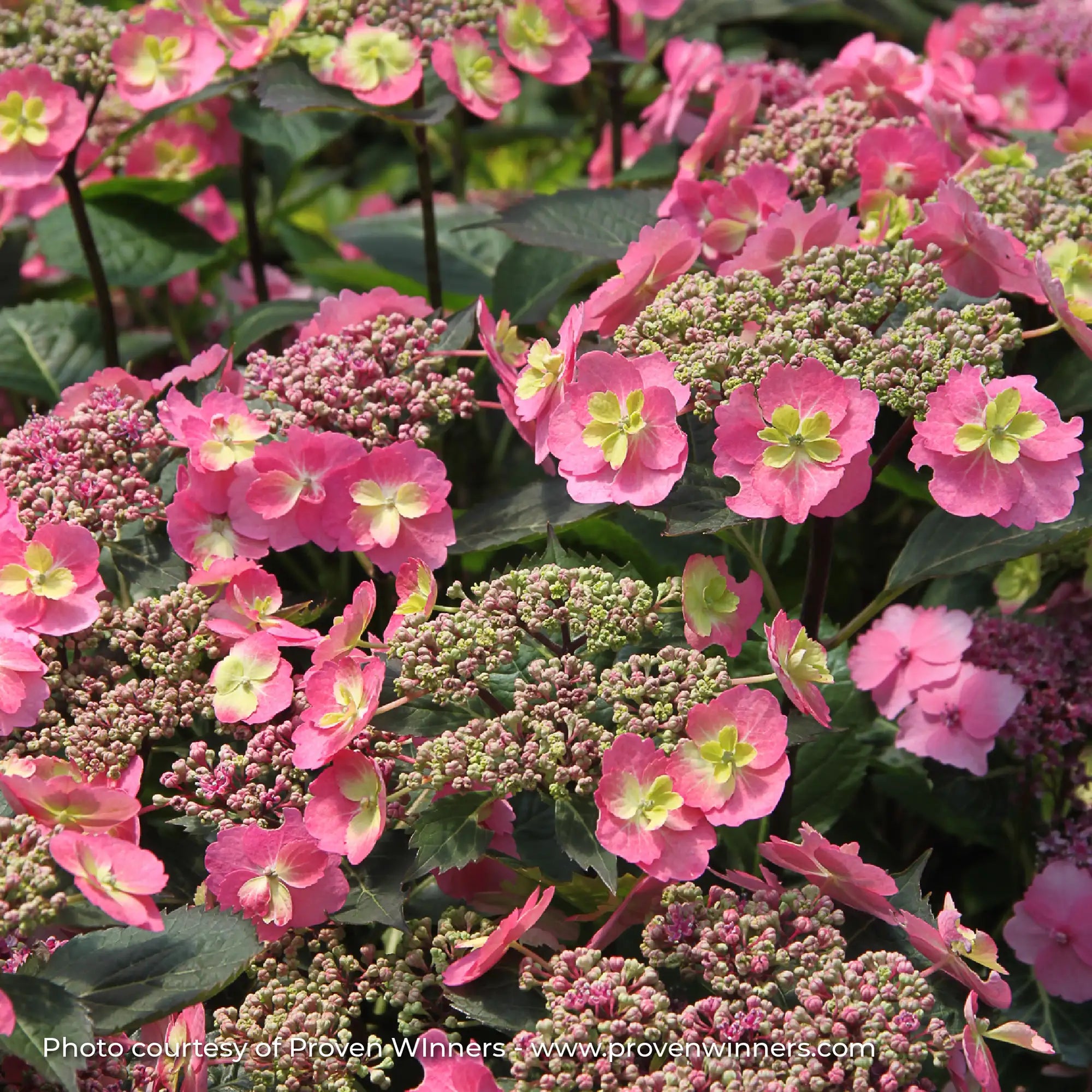 Hydrangea Mountain 'Tuff Stuff™'