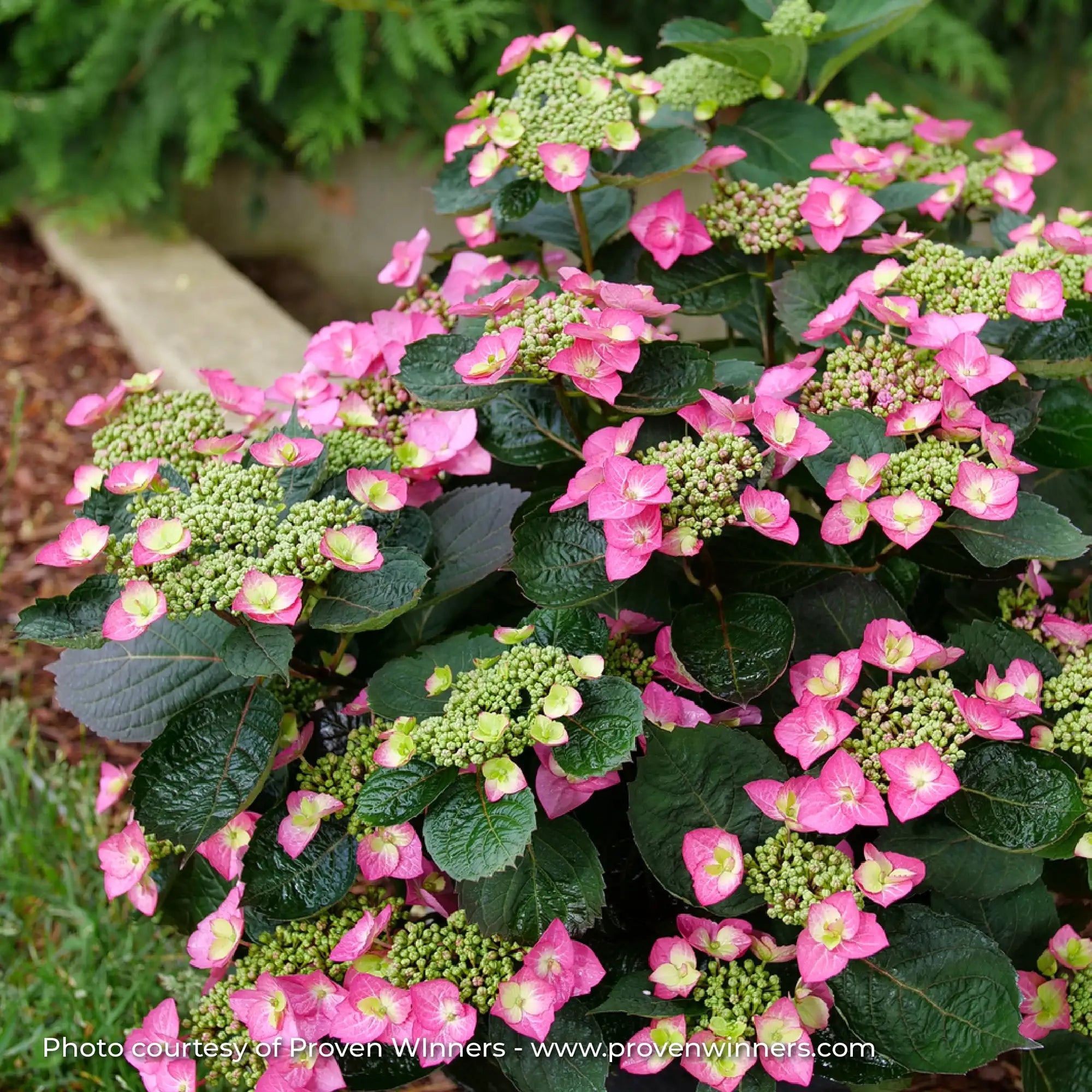 Hydrangea Mountain 'Tuff Stuff Top Fun®'