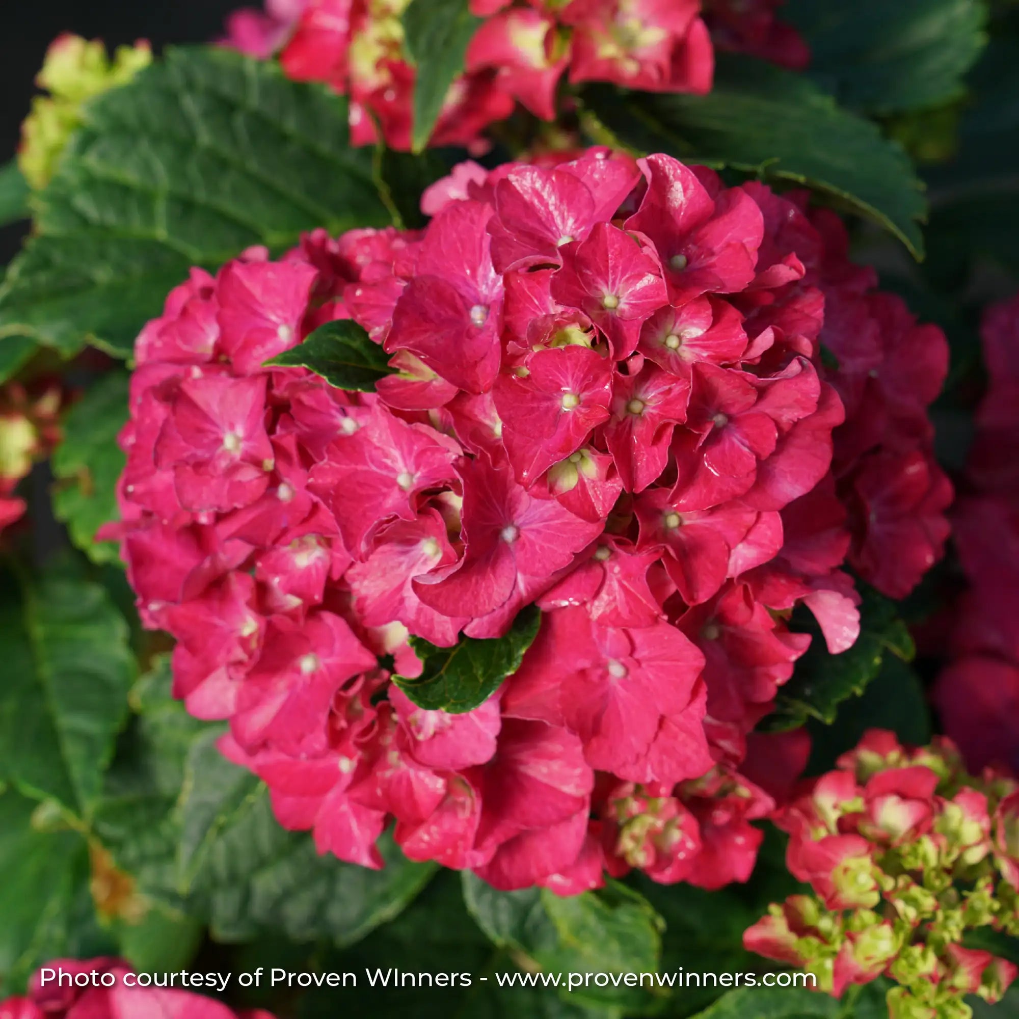 Hydrangea Bigleaf 'Wee Bit Grumpy®'