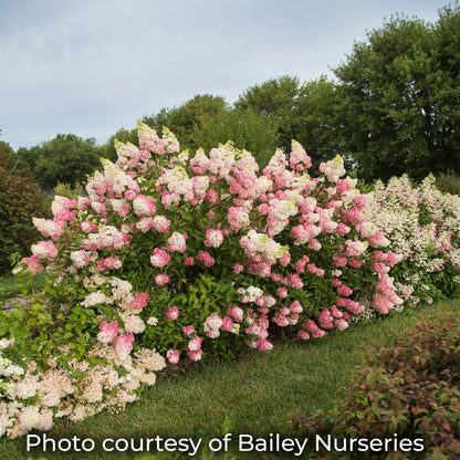 Berry White Hydrangea with white flowers just starting to turn pink