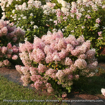 Bobo Hydrangea showing pink flowers