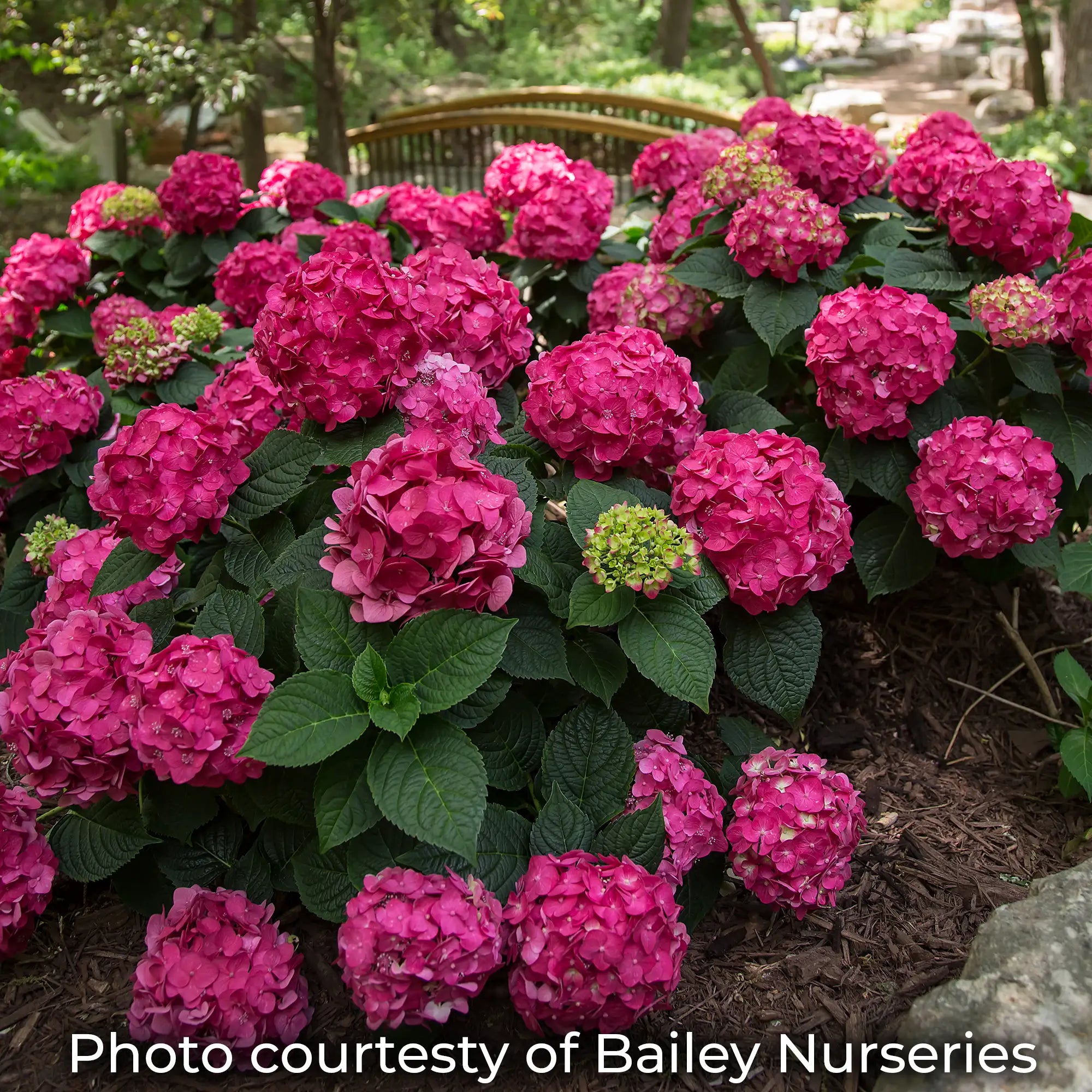 Summer Crush Hydrangea in a garden with strong pink flowers