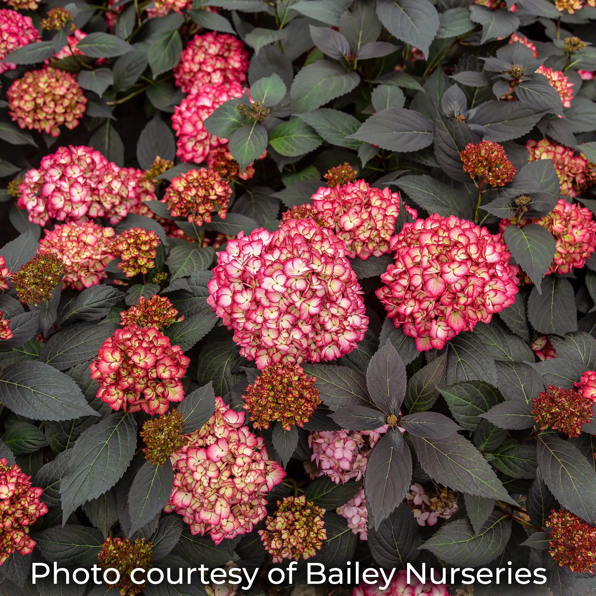 Eclipse Hydrangea with dark leaves and white and pink flowers