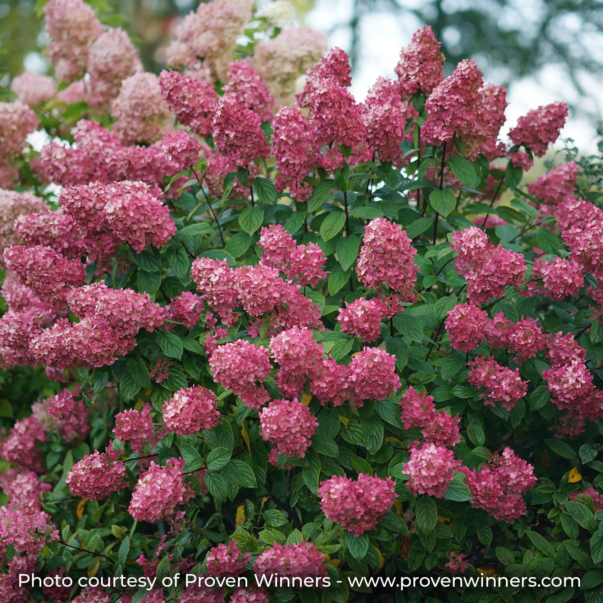 Fire Light Hydrangea with dark pink flowers