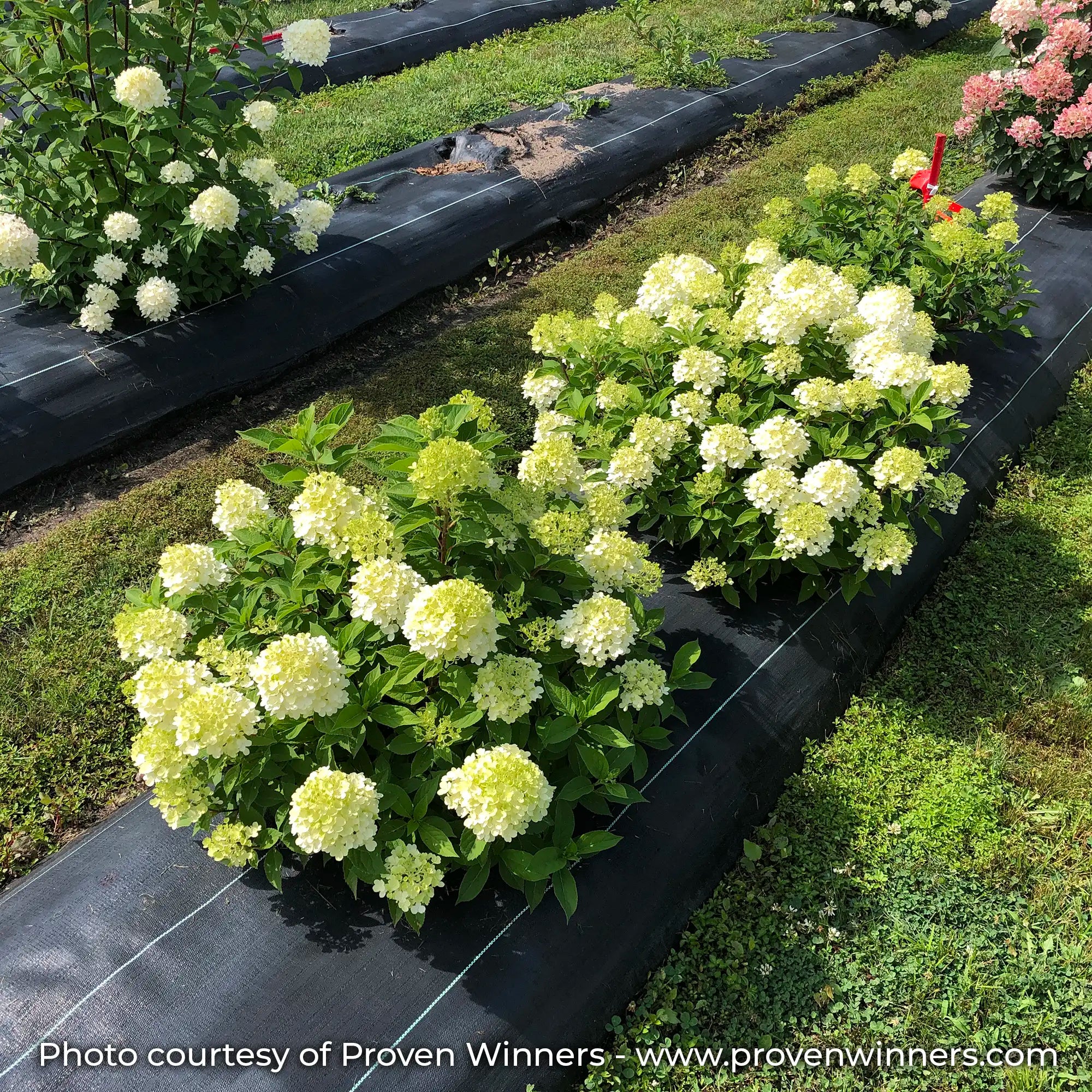 Firelight Tidbit in a field just starting to flower