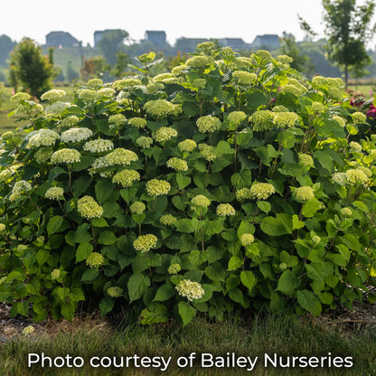 Flowerfull Hydrangea just coming into bloom with green buds