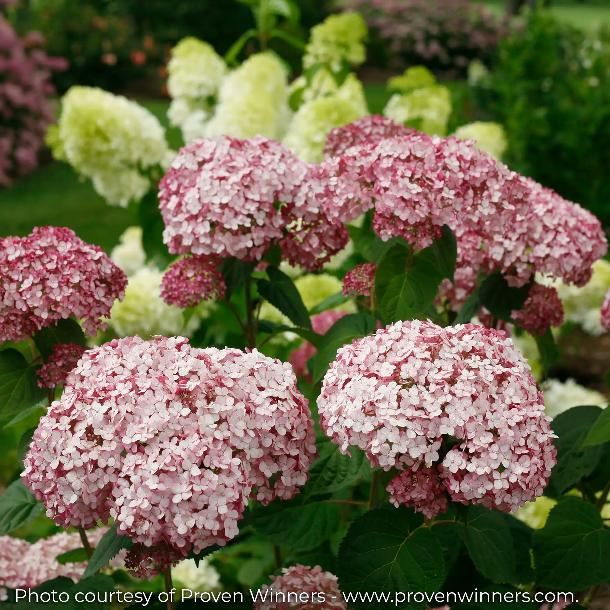 Incrediball Blush Hydrangea in a garden flowering light pink 