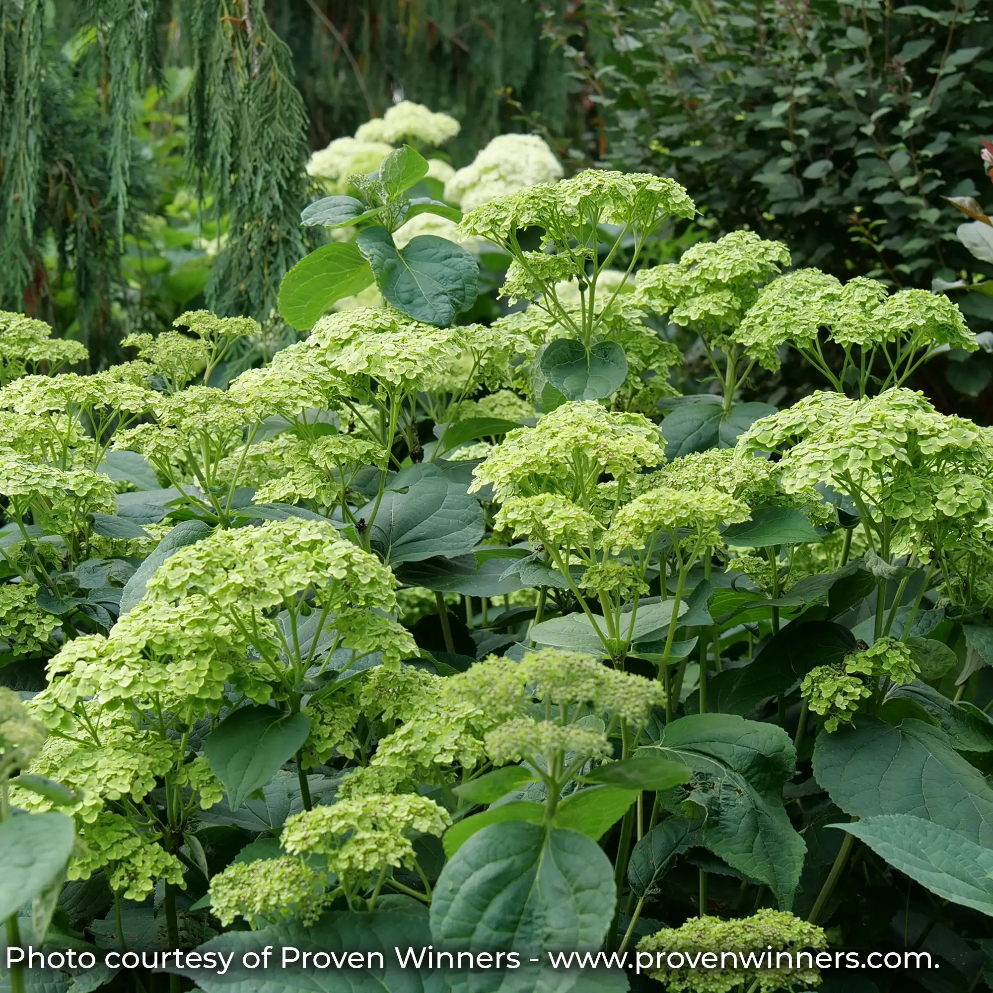 Invincibelle Sublime Hydrangea in a garden with green flowers