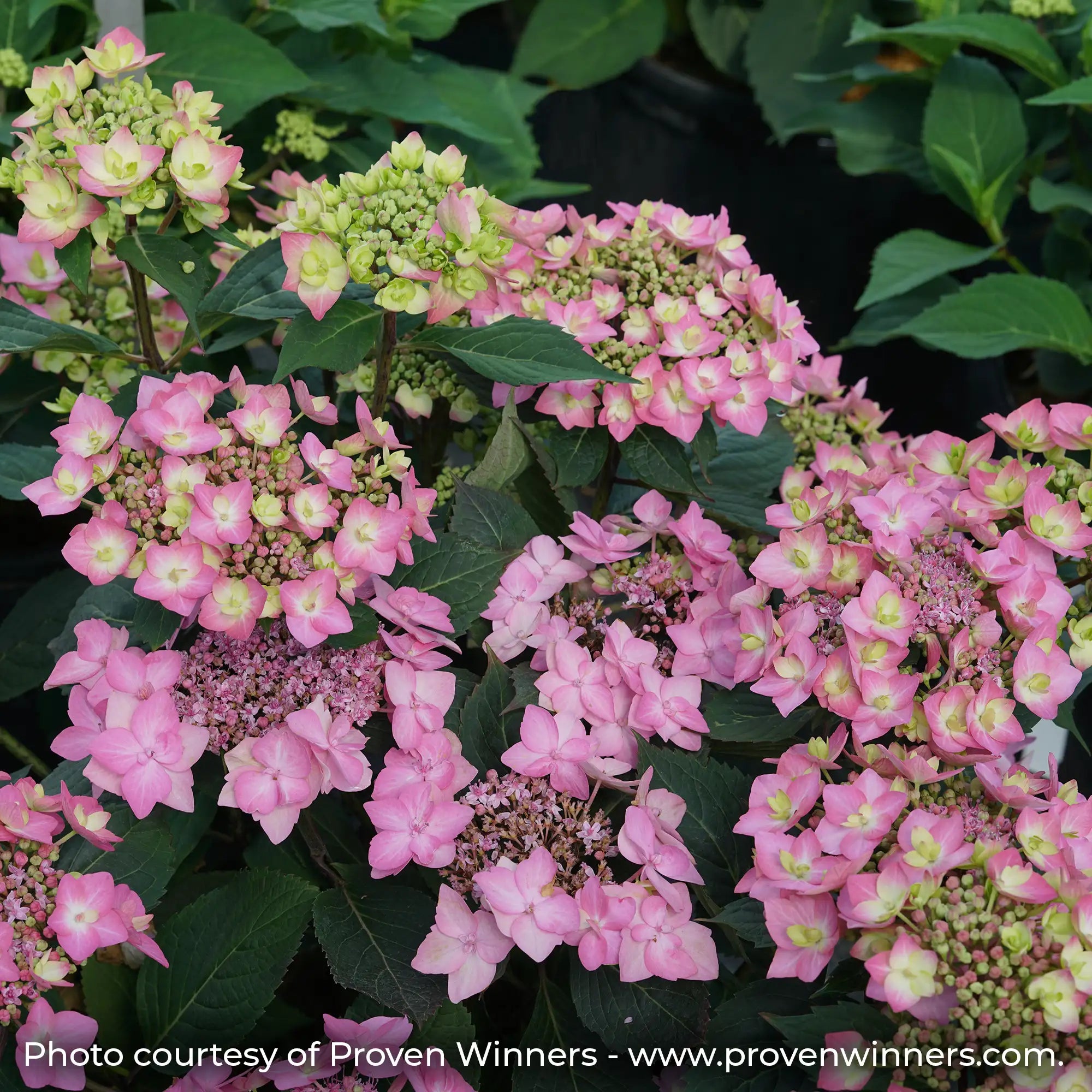 Let's Dance Can Do Hydrangea with pink lacecap flowers