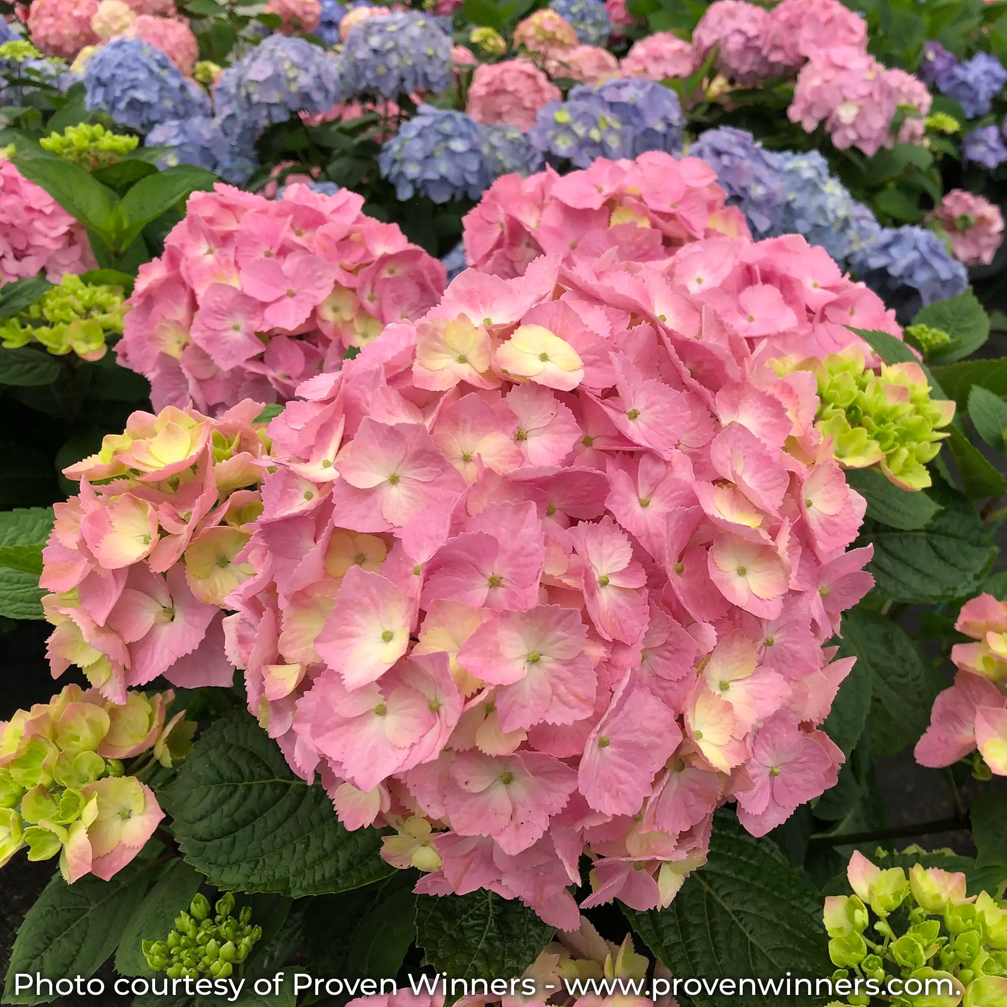 Let's Dance Sky View Hydrangea with pink flowers in a field