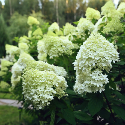 Limelight Hydrangea blooming planted in a hedge in garden.