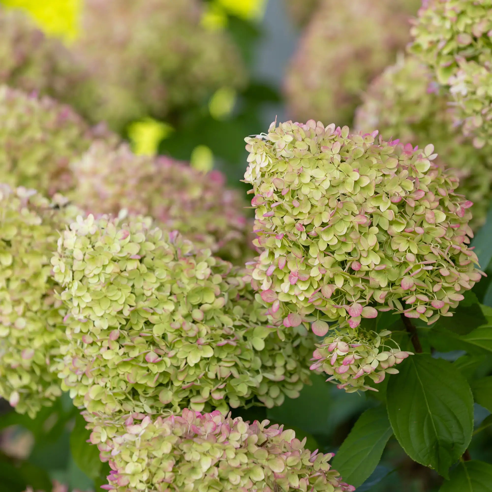 Hydrangea Limelight blooms with pink and green petals