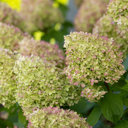 Hydrangea Limelight blooms with pink and green petals
