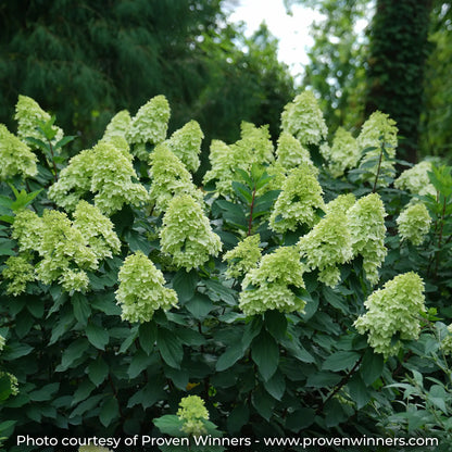 Limelight Prime budding out its lime green flowers