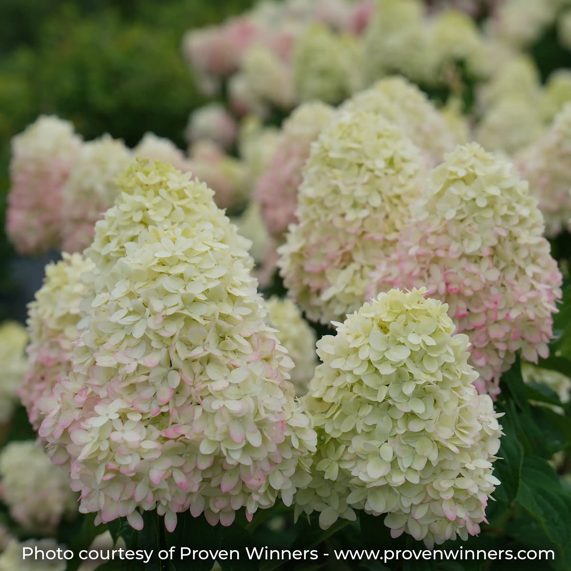 Limelight Prime Hydrangea showing its large creamy-white flowers