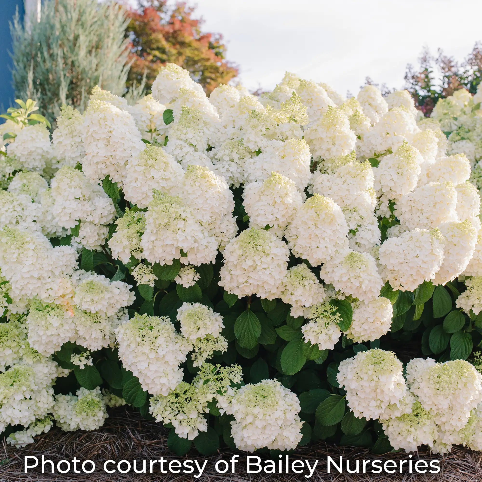 Little Hottie Hydrangea with pure white flowers