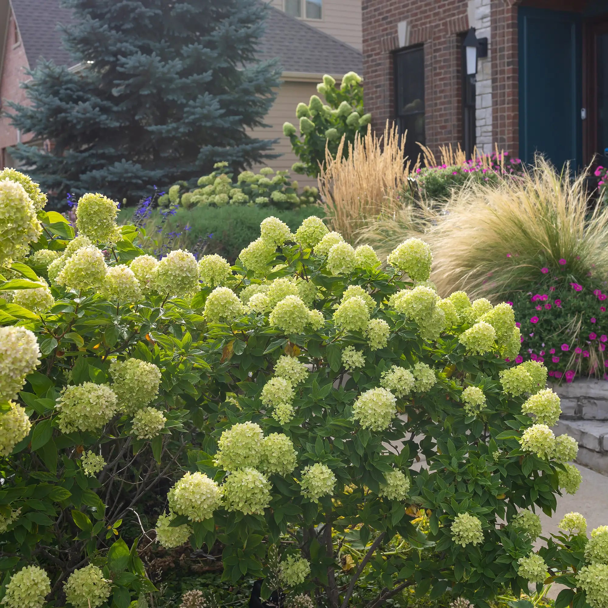 Little Lime Hydrangea blooming in a garden