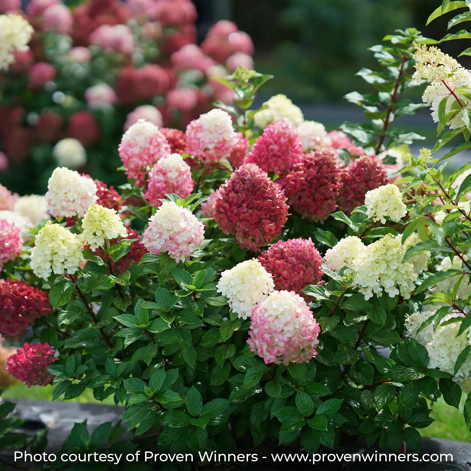 Little Lime Punch Hydrangea showing its flowers changing from white to pink