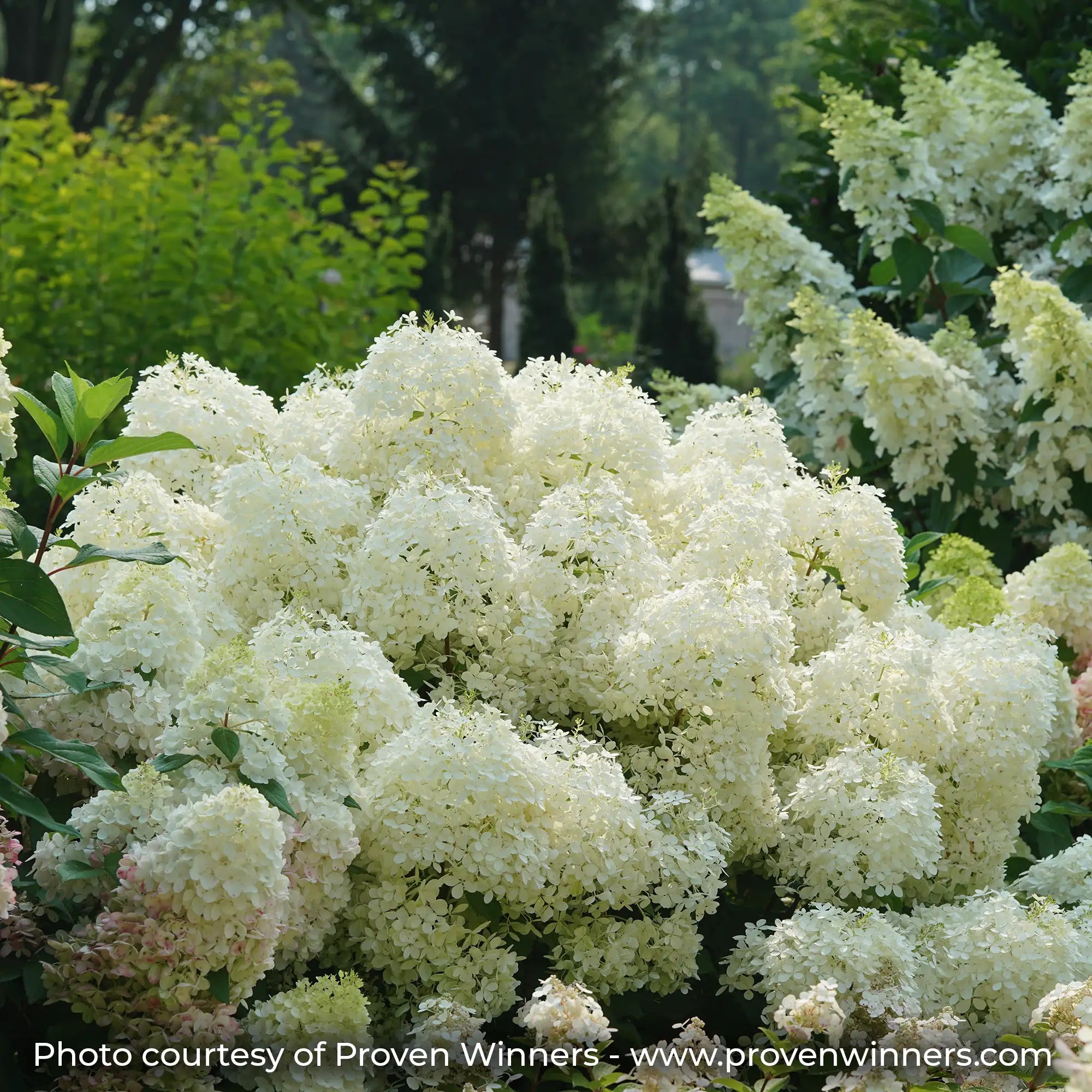 Puffer Fish Hydrangea with white flowers in a garden