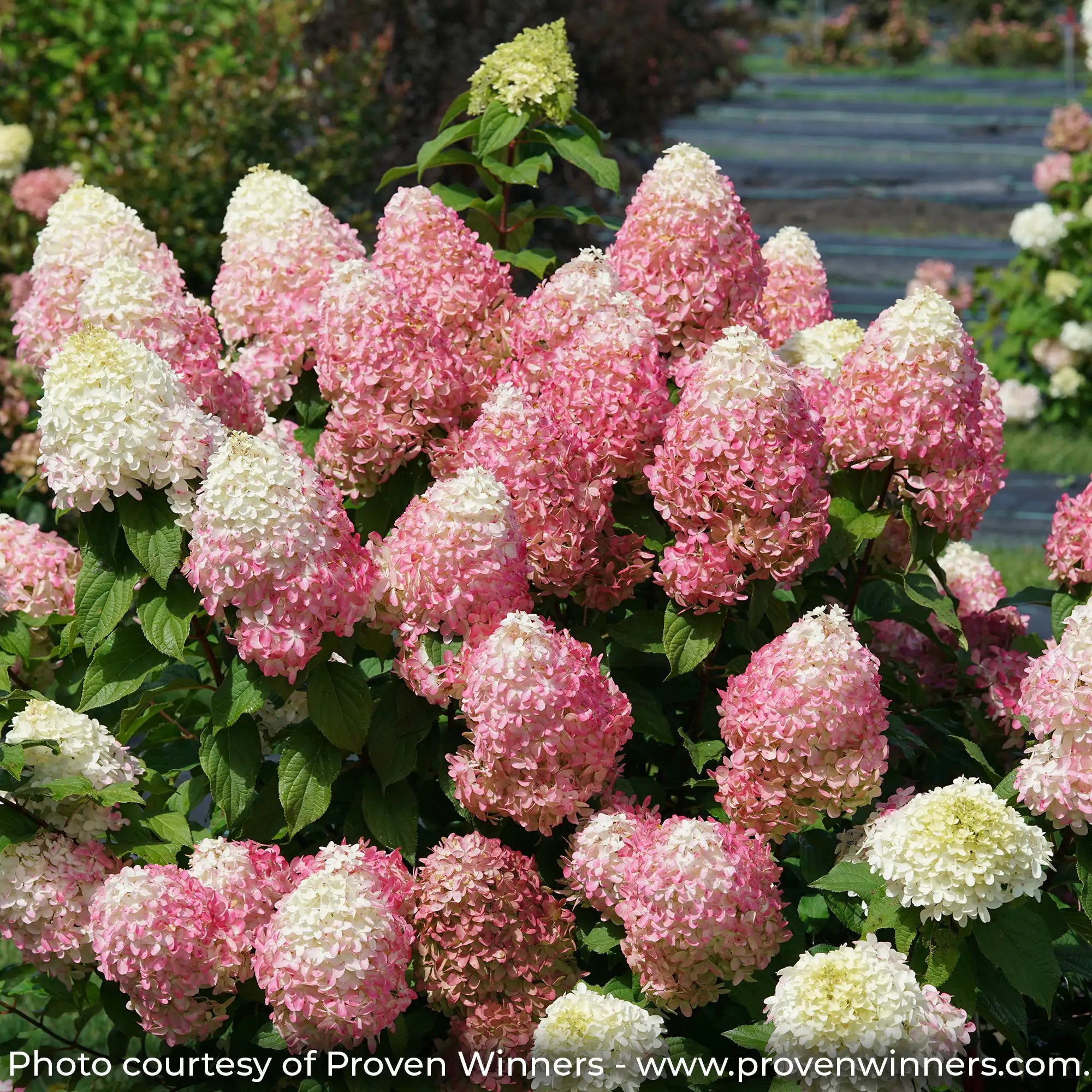 Quick Fire Fab Hydrangea with white flowers turning pink