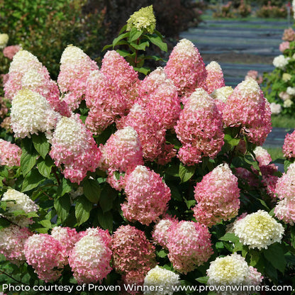 Quick Fire Fab Hydrangea with white flowers turning pink