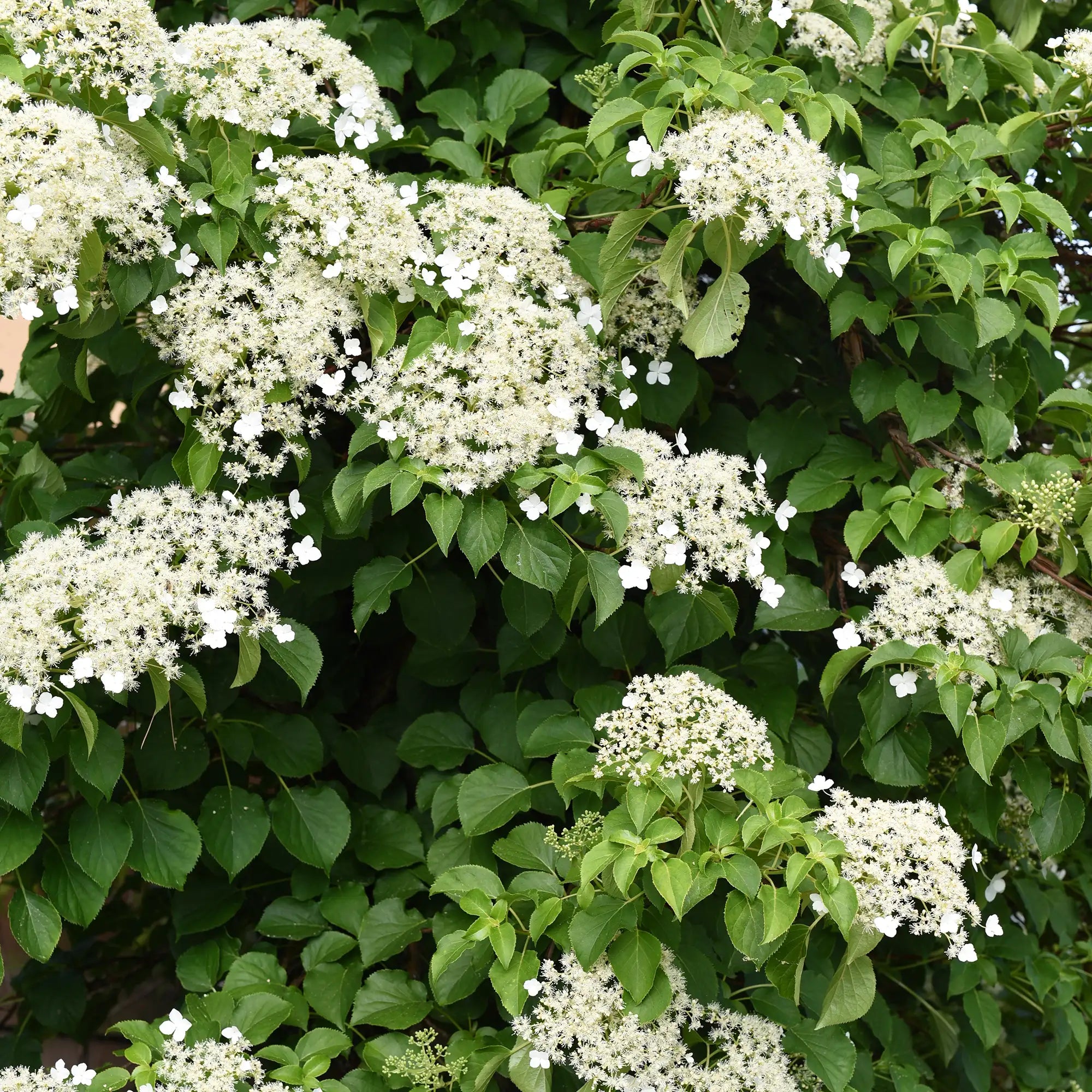 Hydrangea Vine