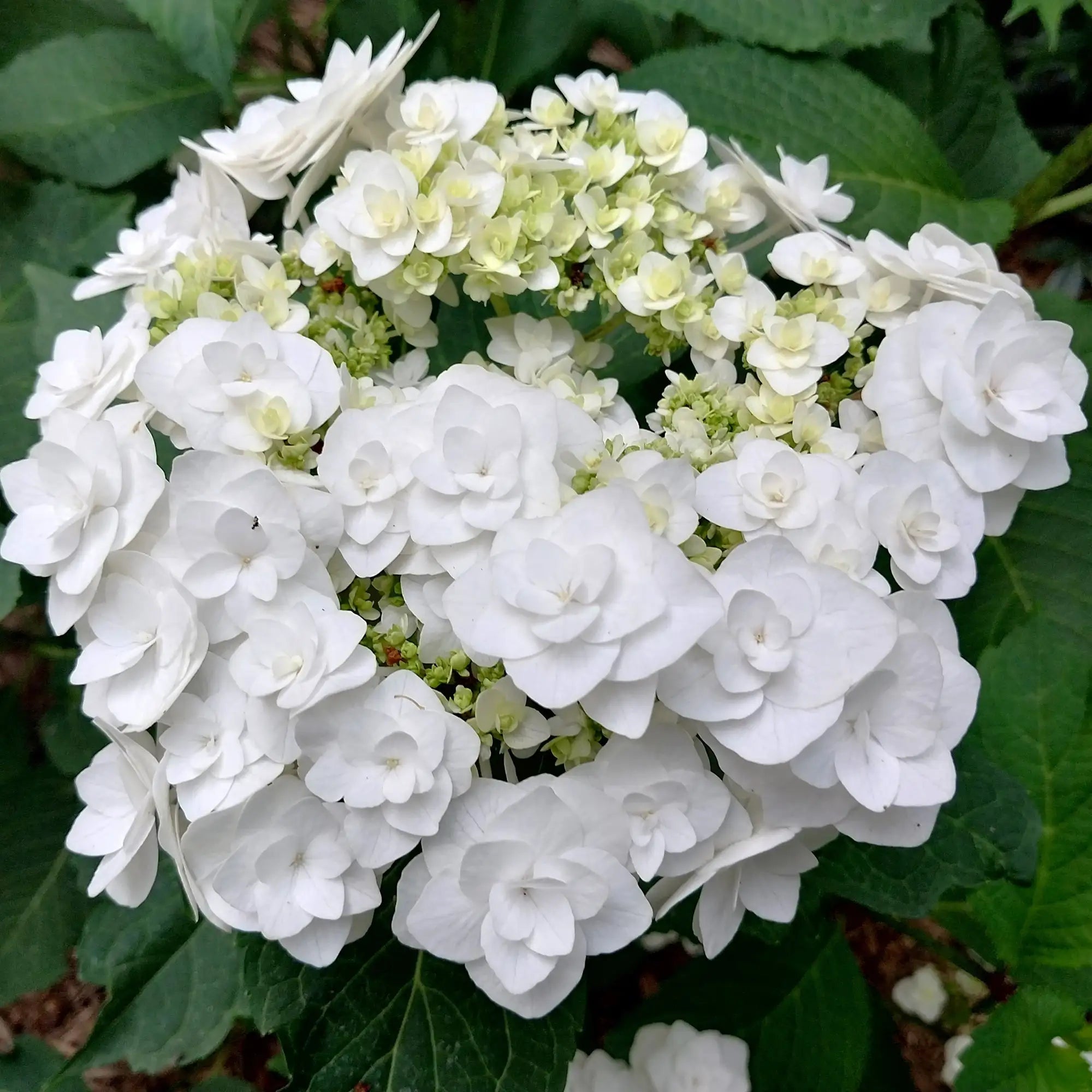 Wedding Gown Hydrangea with double white lacecap flowers