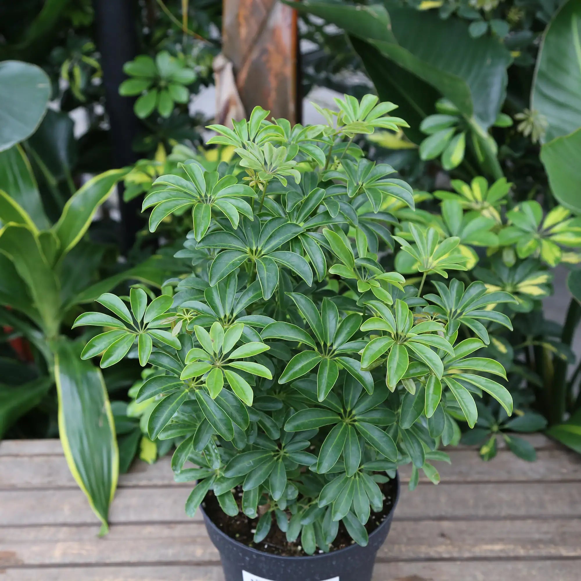 Umbrella Tree 'Green'