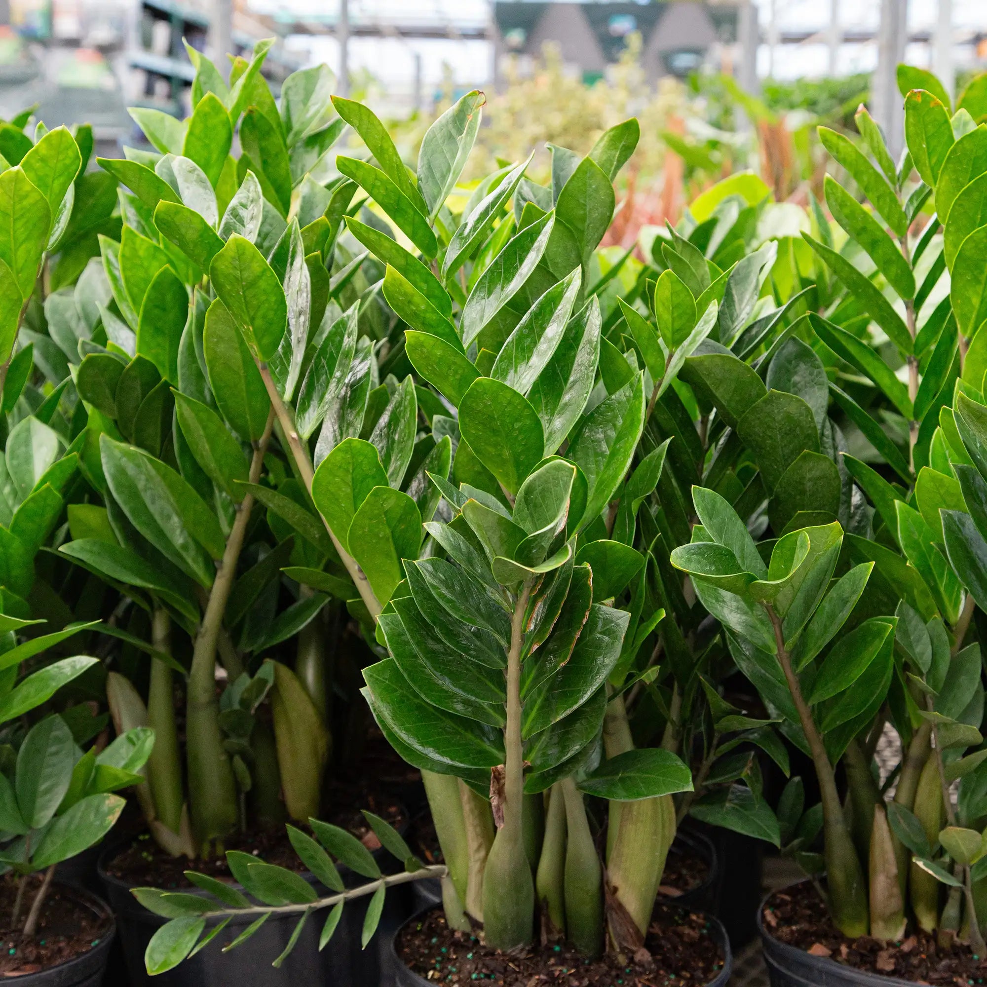 ZZ Plant