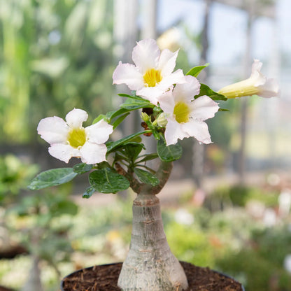 Desert Rose (Assorted)