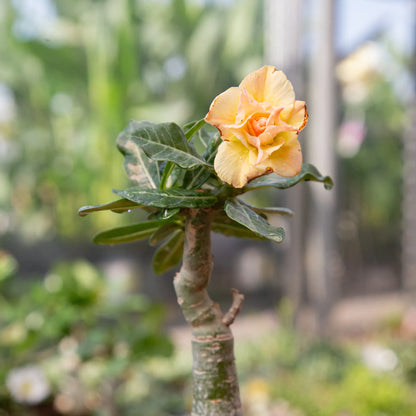 Desert Rose (Assorted)
