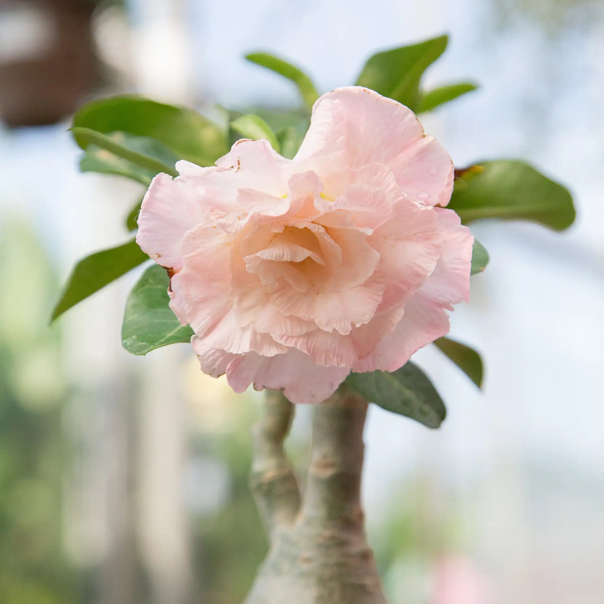 Desert Rose (Assorted)
